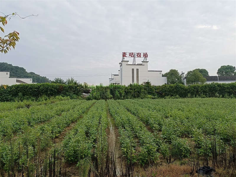 （破產拍賣）湖南棕櫚潯龍河生態城鎮發展有限公司名下“科普基地”項目房地產